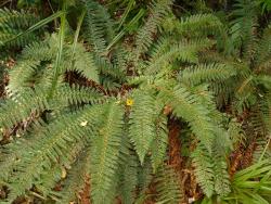 Polystichum vestitum. Mature plant growing from an erect rhizome.
 Image: L.R. Perrie © Leon Perrie CC BY-NC 3.0 NZ